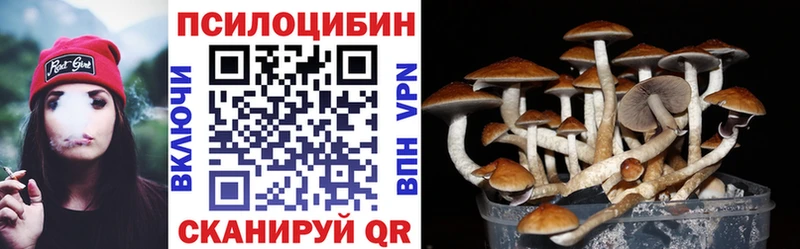 магазин продажи наркотиков  Славгород  Галлюциногенные грибы Psilocybe 